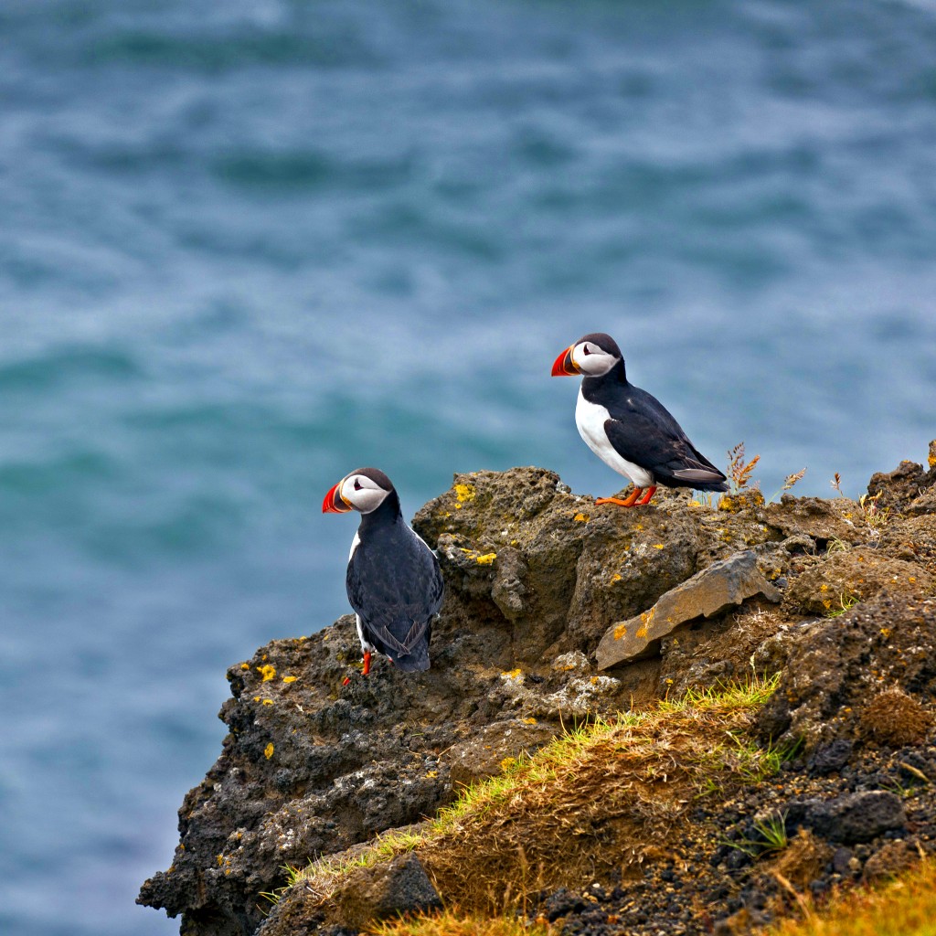 puffins