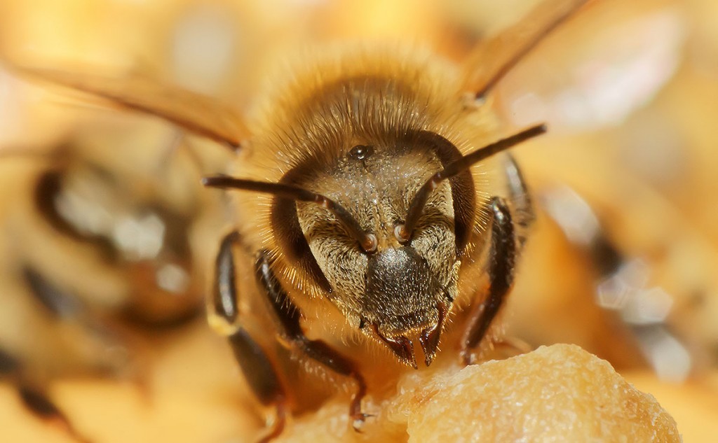 honey-bee-hero